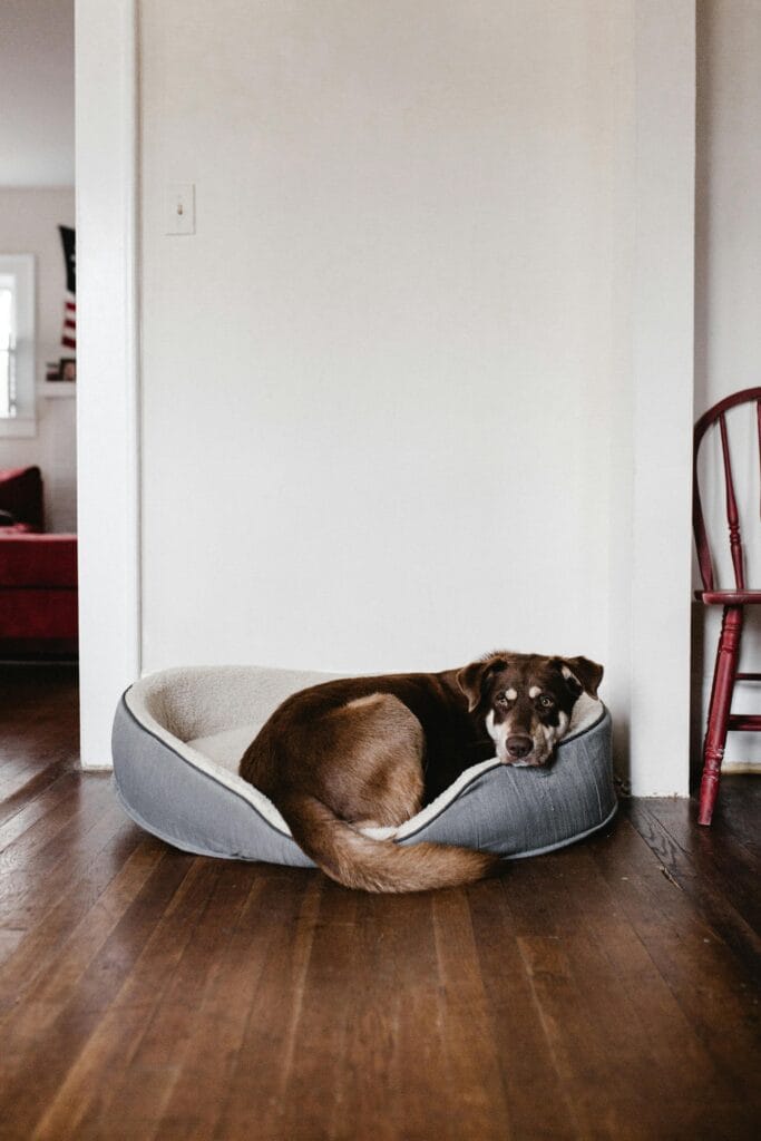 Adorable brown dog resting in a cozy bed on a hardwood floor indoors.
