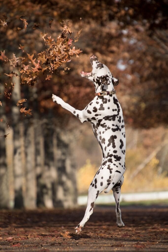 dalmatian, nature, dog, jumping, outdoors, playing, pet, animal, domestic dog, canine, mammal, playful, park
