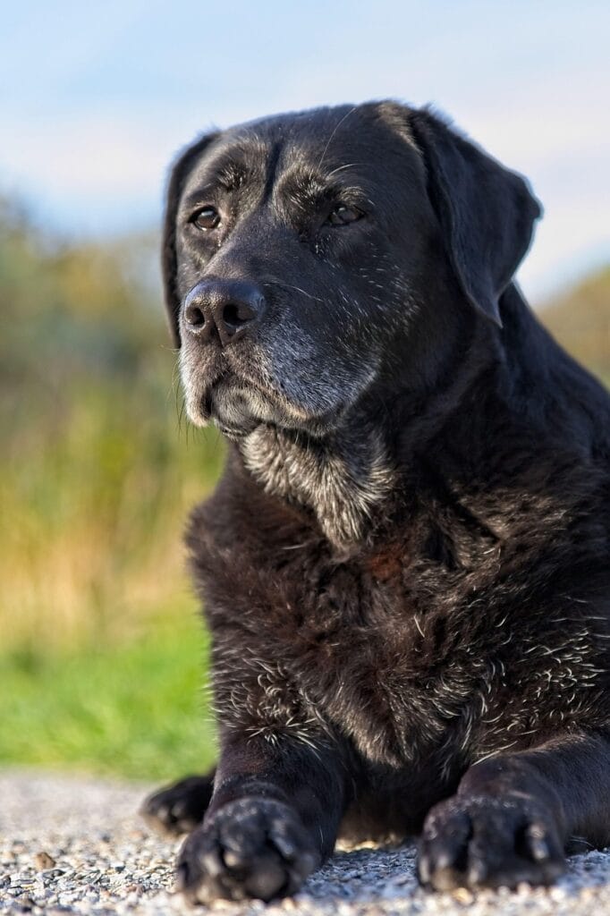 labrador, dog, black, pet, nature, animal, animals, dogs, retriever, senior, gray