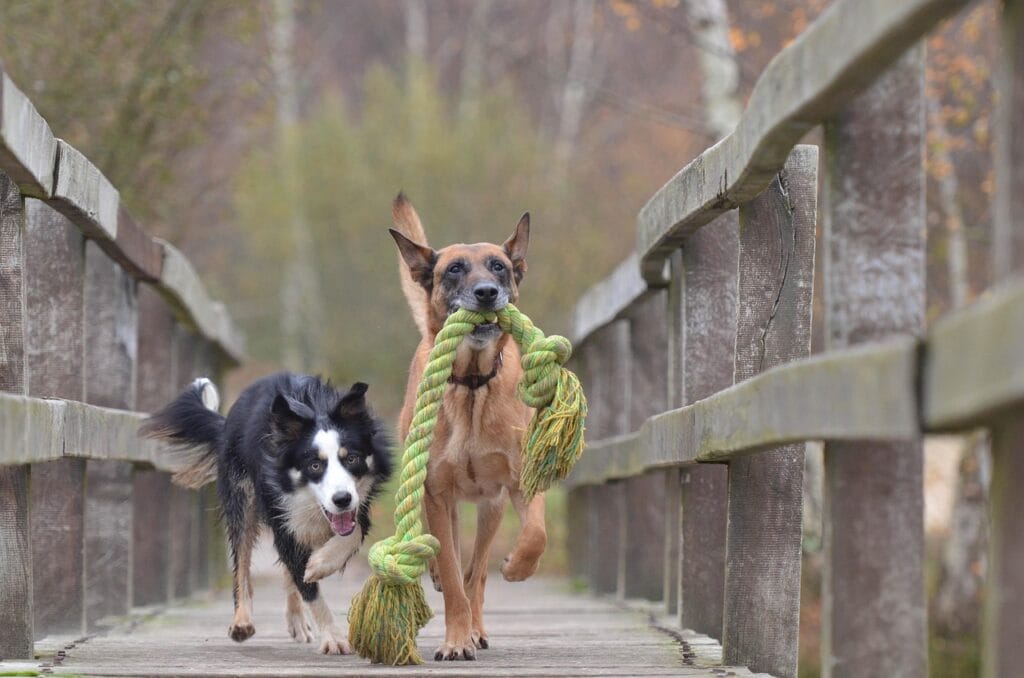 malinois and border collie, belgian shepherd dog, playing dogs, fall, toy, autumnal, to play, playing dogs, playing dogs, playing dogs, playing dogs, playing dogs, fall, fall