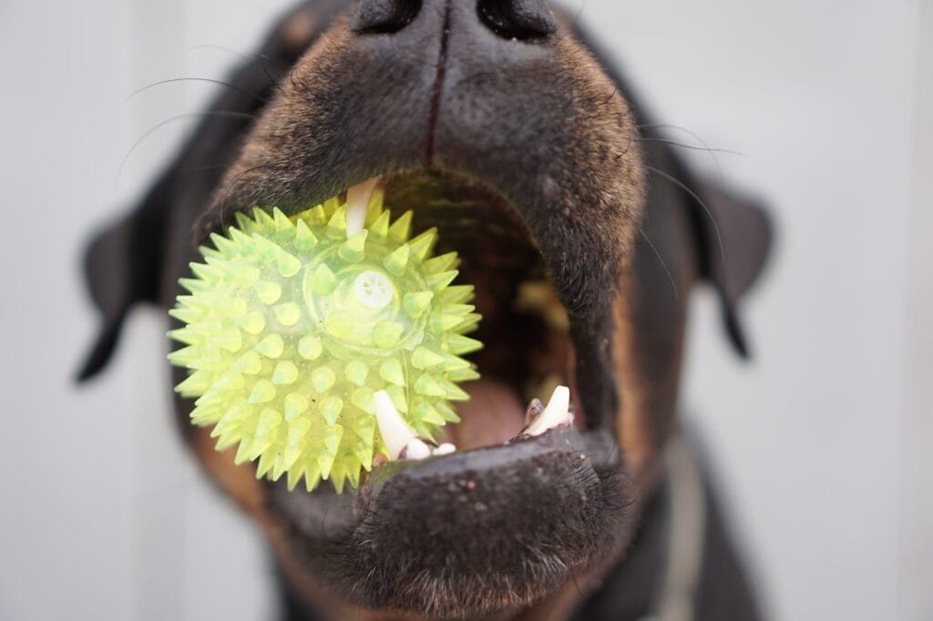 dog, animal, rottweiler, toys, ball, pet, close-up, teeth, toy