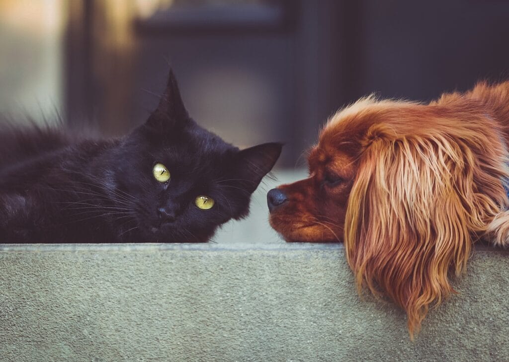 dog, cat, pets, mammals, nature, animals, friends, friendship, brown dog, black cat, domestic, domestic animals, pet, animal, portrait, friendship day
