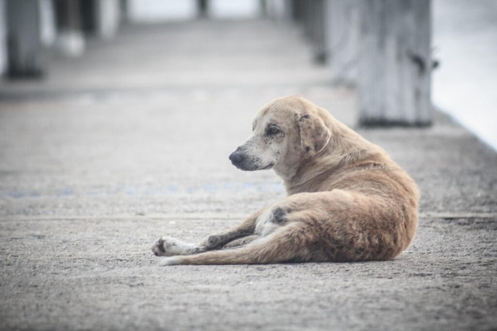 dog, perro, street, animal, pet, horizontal, canine, alone, doggy, nature, gray dog, gray alone, gray street, gray pets