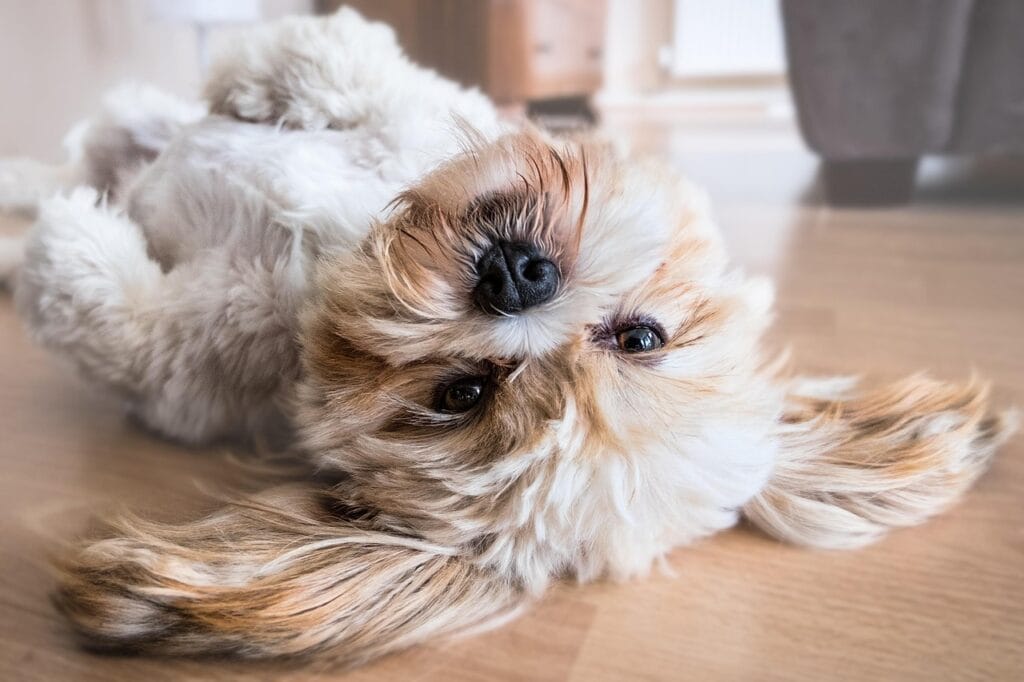dog, pet, canine, animal, lying, fur, snout, mammal, dog portrait, animal world, shih tzu, cute, cutie, nature, resting, belly