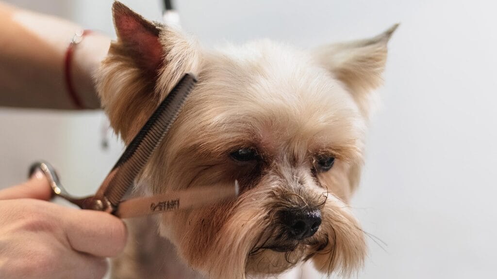 dog, grooming, professional, haircut, animal, pet care, pet, nature, canine, dog haircut, domestic animal