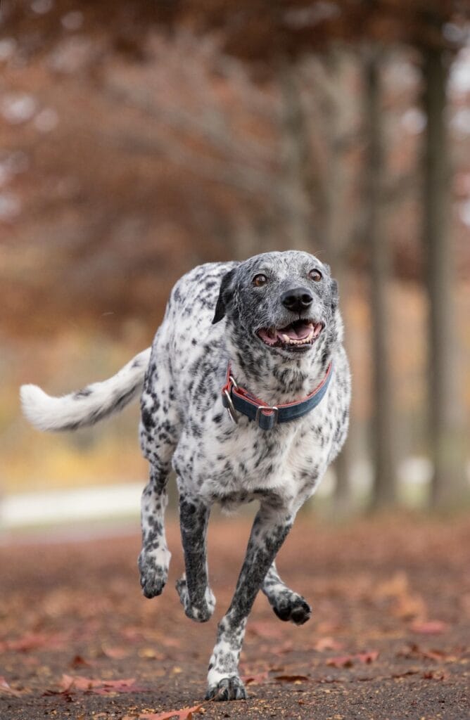 dog, running, outdoors, pet, animal, domestic dog, nature, canine, mammal, park