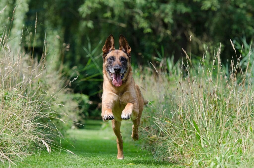 malinois, recall, dog training, grass, grasses, pet, garden, train, animal, nature, dog, view, dog exercise, domestic animal, dear