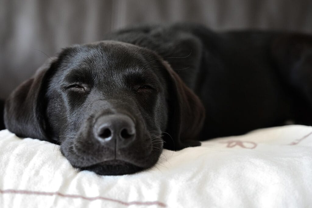 labrador retriever, dog, pet, animal, sleeping, domestic, canine, mammal, cute, nature, closeup