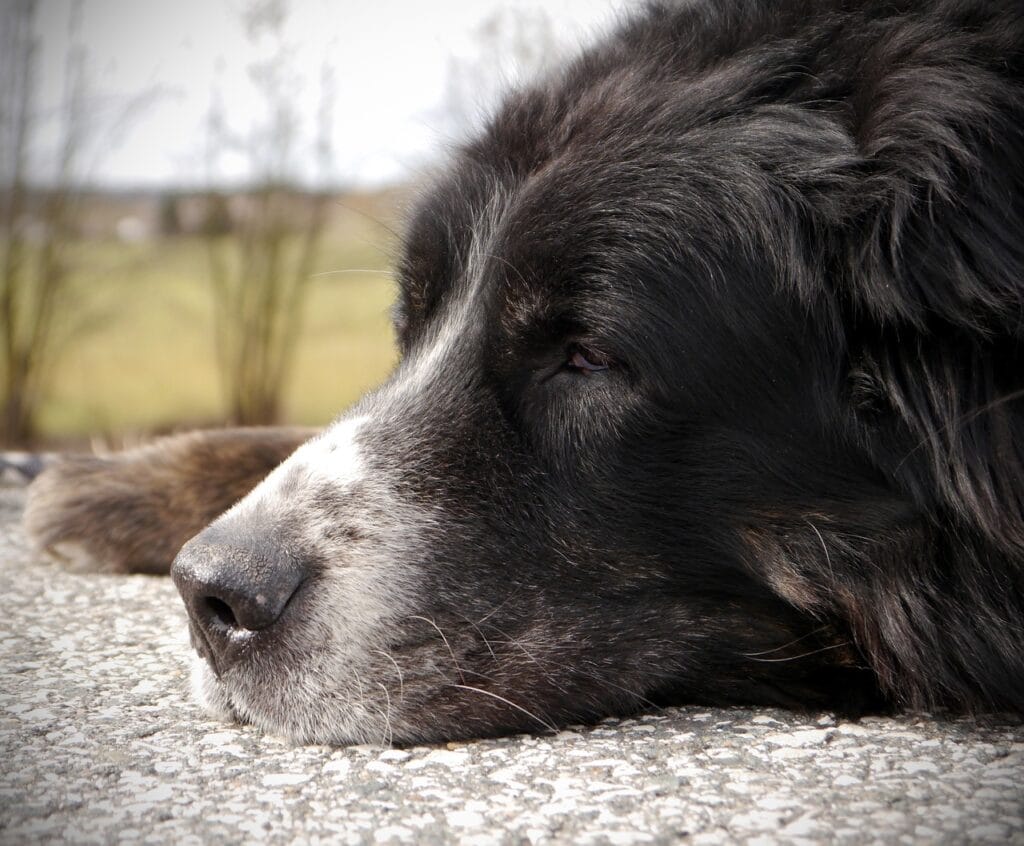 bernese mountain dog, senior, relax, walk, break, animal, older, dog, pet, black, long haired