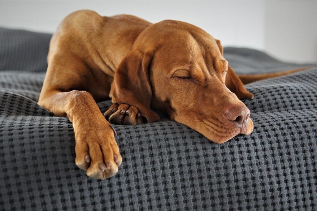 domestic animal, animal, dog, vizsla, hunting dog, weary, sleep, pet, relaxed