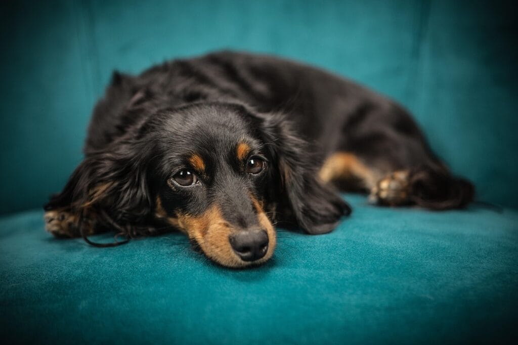 dog, puppy, sofa, pet, animal, lying down, canine, domestic, domestic dog, portrait, dog portrait, nature, mammal, animal portrait