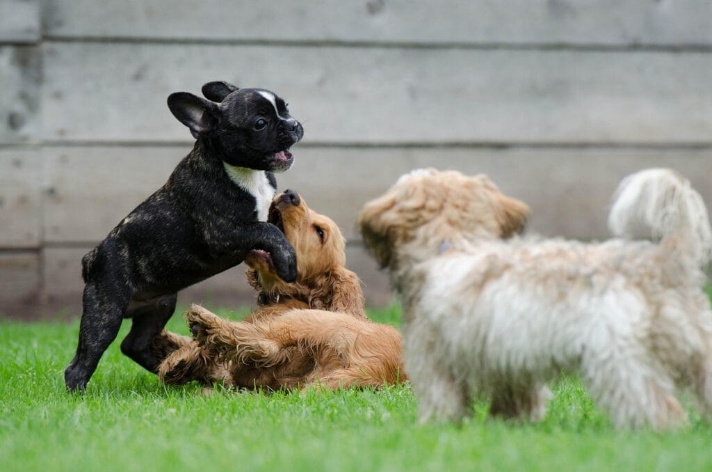 playing puppies, young dogs, french bulldog, cocker spaniel, puppies, playing dogs, young dog, puppy, puppy group, cute, french bulldog, french bulldog, french bulldog, french bulldog, french bulldog, puppies, puppy