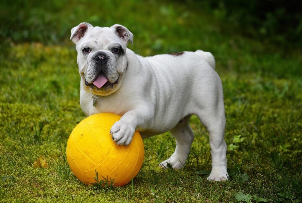 english bulldog, bulldog, ball, dog, pet, white dog, canine, nature, domestic, domestic dog, portrait, dog portrait, mammal, animal