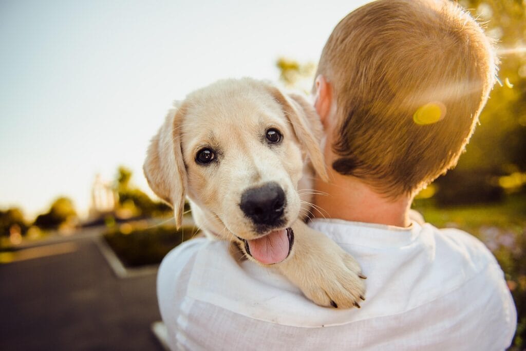 dog, nature, adorable, animal, cute, happiness, happy, man, pet, portrait, puppy, purebred, retriever
