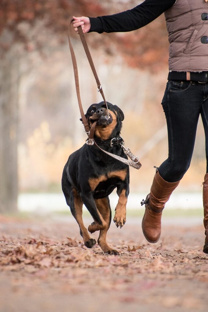 rottweiler, dog, woman, owner, pet, leash, mammal, animal, autumn, leaves, brown, play, human, romp, playful, playing, playful dog, nature, friendship