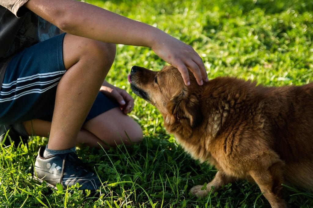 dog, man, pet, owner, grass, park, field, puppy, canine, nature, friendship, companion, friends, animal, mammal, petting