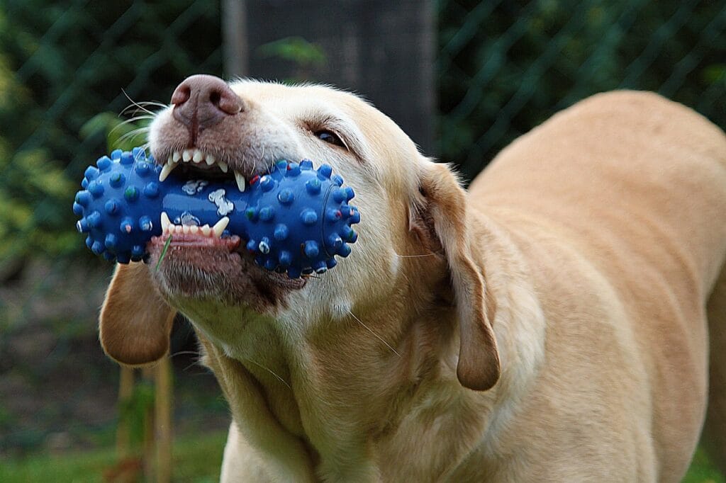dog, pet, nelly, nature, toy, chew, teeth, mammal, animal