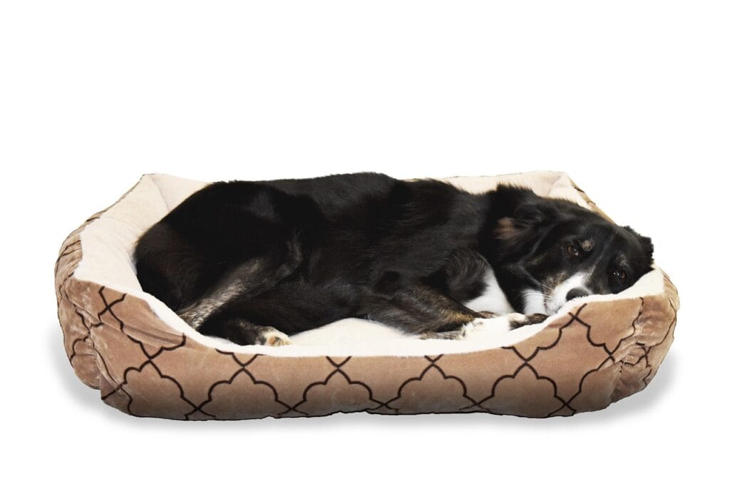 dog, pet, bed, animal, border collie, nature, sleep, cute, comfortable, dog bed