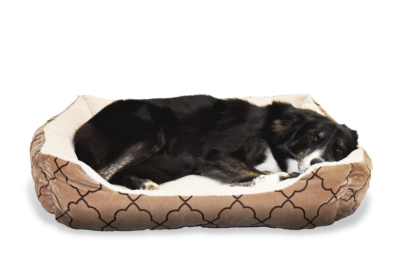 dog, pet, bed, animal, border collie, nature, sleep, cute, comfortable, dog bed
