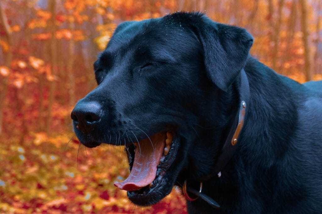 dog, nature, yawn, pet, animal, yawning, sleepy, black dog, fur, black fur, canine, puppy, cute, portrait, dog portrait, mammal, animal world