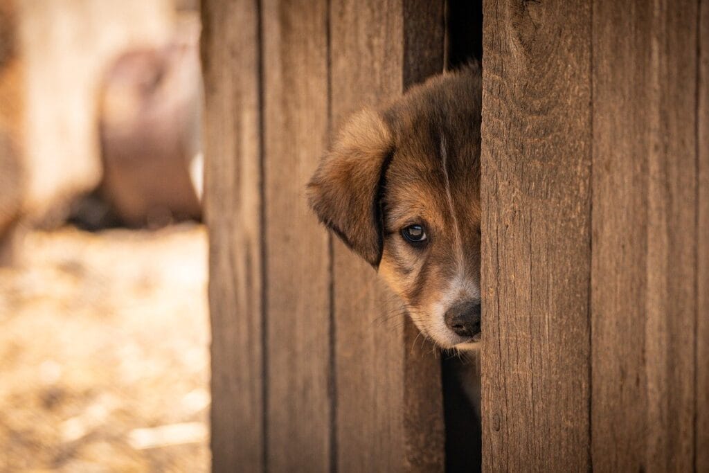 18 Dog Behavior Problems Explained , pet, dog, adopted, adoption, animal, cute, nature, shelter, puppy, afraid, alone