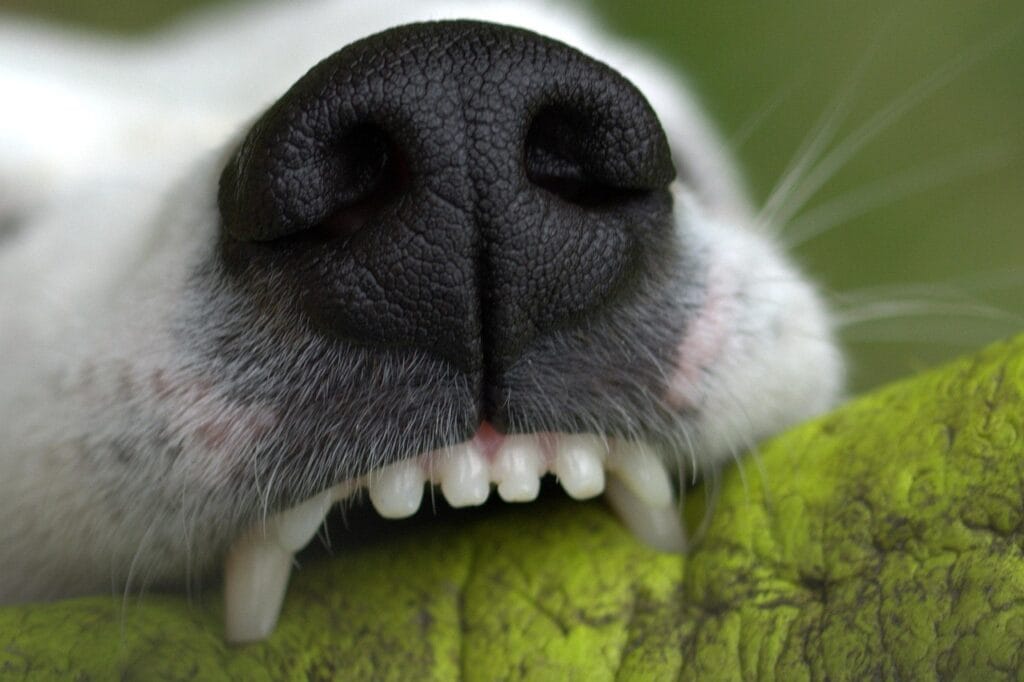 snout, denture, bite, to play, pet, dog, teeth, animal, creature, close up, jack russell, terrier, snappy, dog teeth
