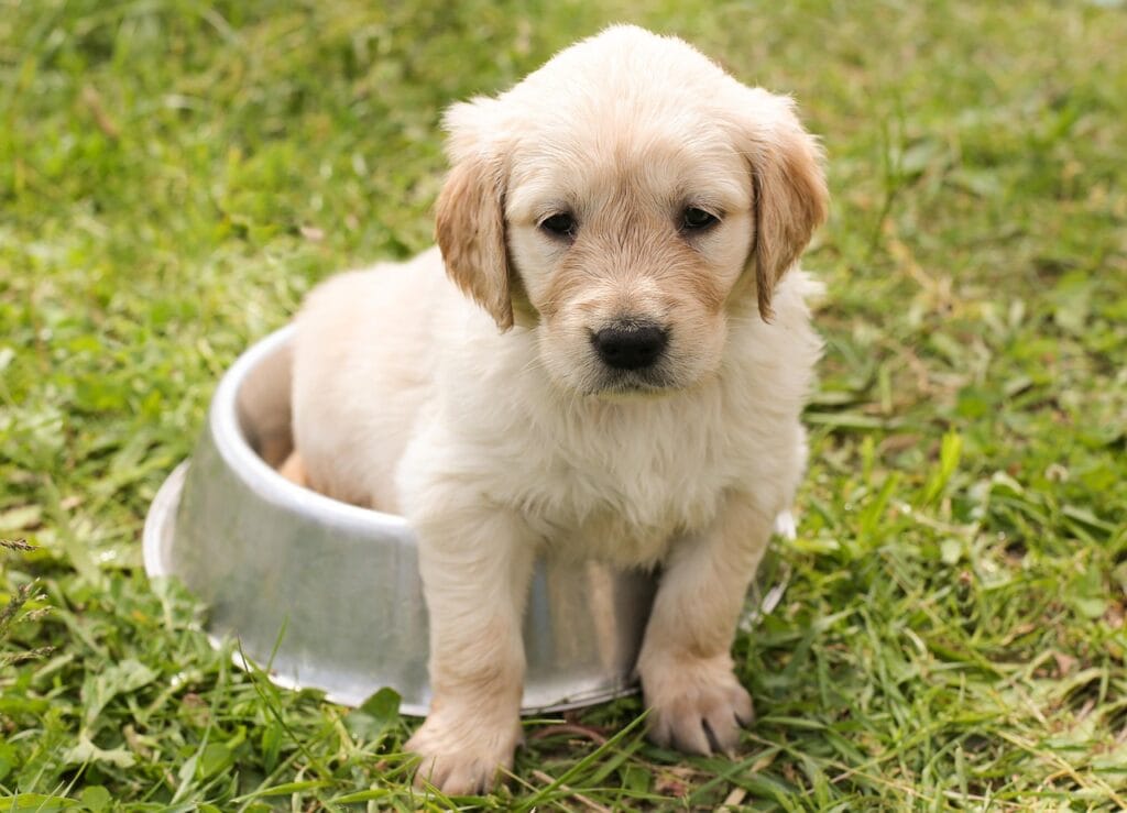 puppy, golden retriever, dog, young, pet, animal, meadow, grass, nature, purebred dog, canine, dog portrait, domestic, domestic dog, dog bowl