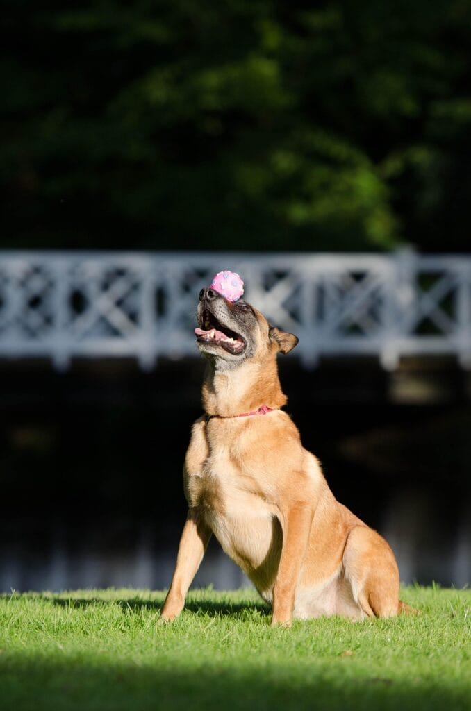 dog trick, nature, balance, ball on the nose, malinois, dog shows trick, belgian shepherd dog, trick, dog shows a trick, summer, fun, attentive, dog with ball, cute