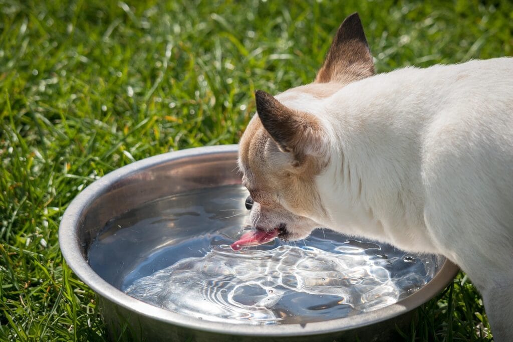 chihuahua, dog, chiwawa, tongue, drink, pet, thirst, water, bowl, small, nature, small dog, domestic animal, animal, animal portrait, cute, knuffig, fluffy