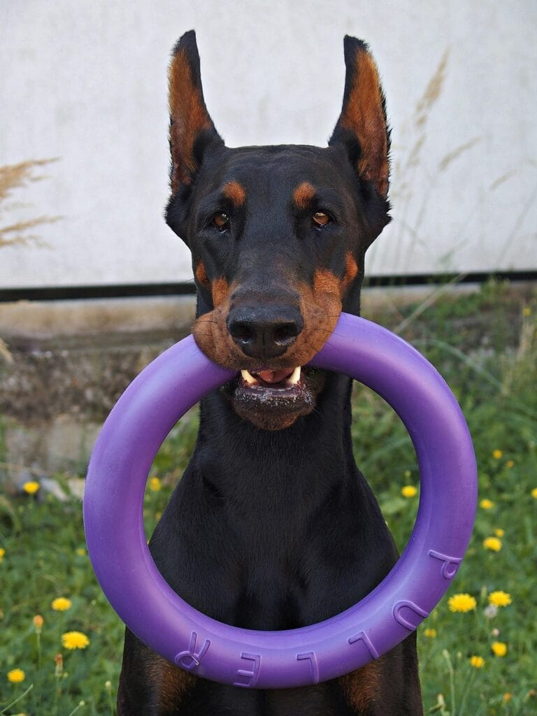 doberman, pet, dog, animal, hoop, nice, game