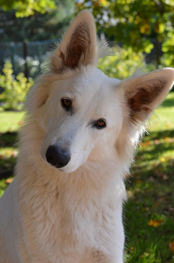 swiss white shepherd, pet, animal, white dog, dog, head tilt