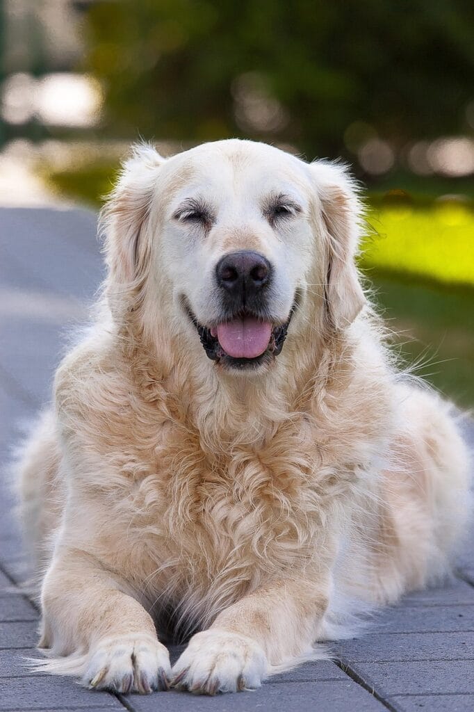 dog, animal, domestic animal, mammal, cute, golden retriever, fun, pet, old, senior, portrait, best friend