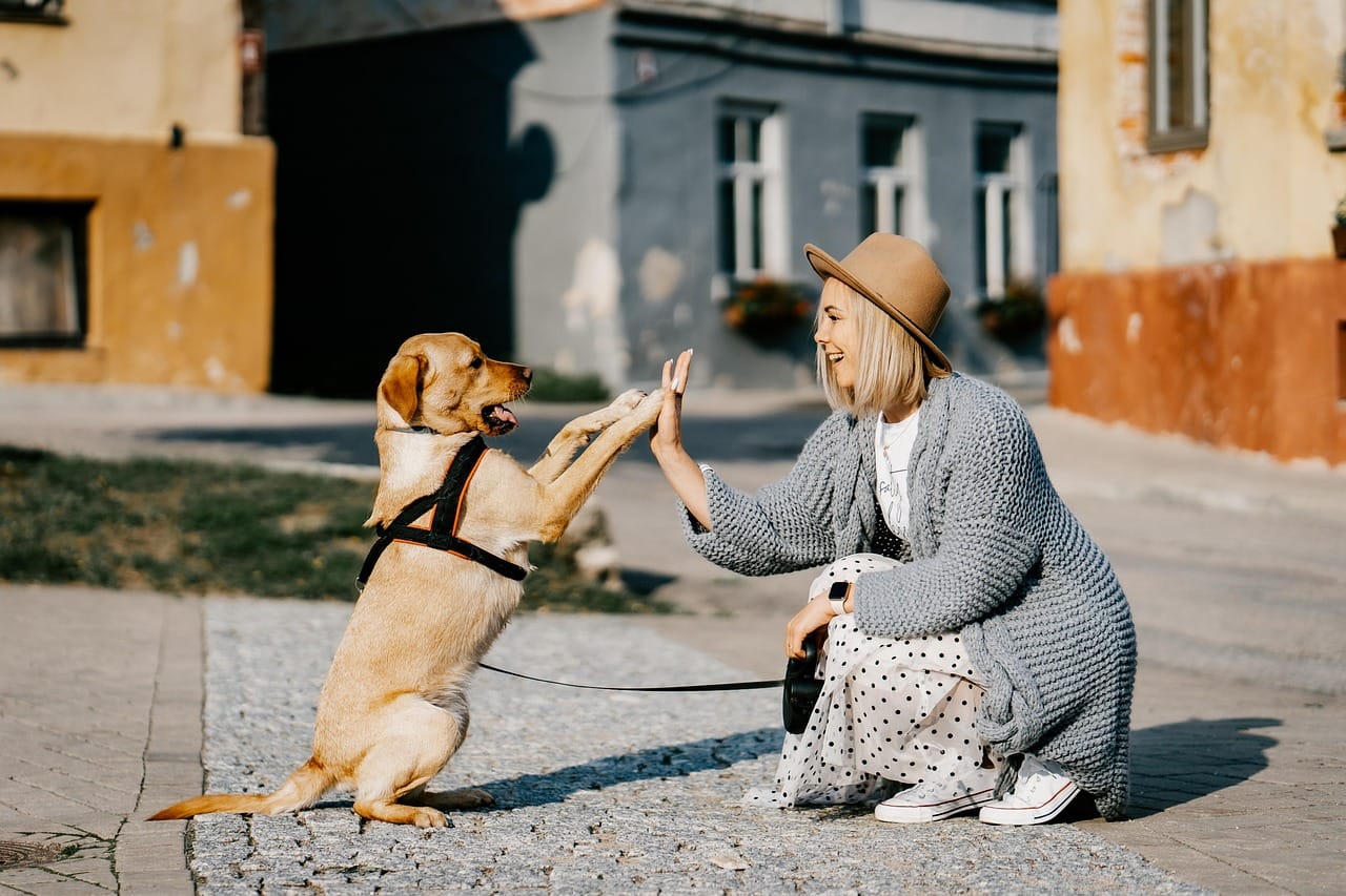 14 Daily Habits That Can Add Years to Your Dog’s Life, girl, dog, pet, friendship, companion, owner, caucasian, blonde, caucasian female, nature, blonde female, canine, domestic dog, doggy, happy, animal, love, woman, cute, puppy