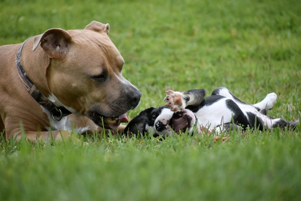 dogs, puppy, grass, pets, animals, lawn, canine, outdoors, playing dogs, nature, black, tan, pitbull