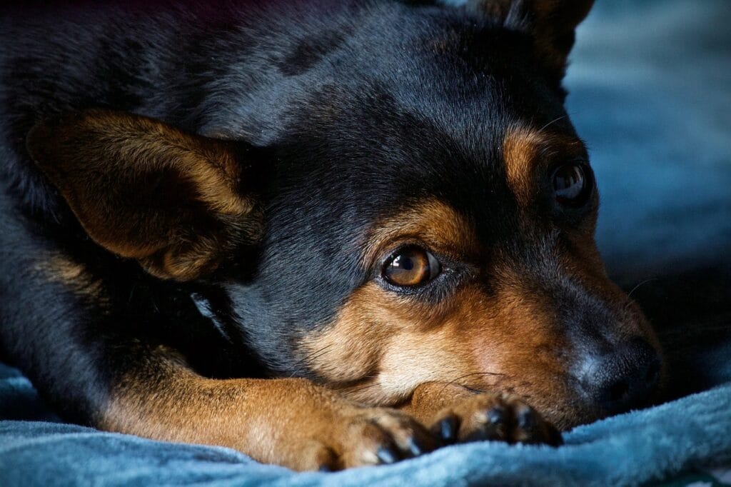dog, pet, animal, domestic dog, canine, mammal, adorable, nature, eyes, cute, snout, relax, portrait