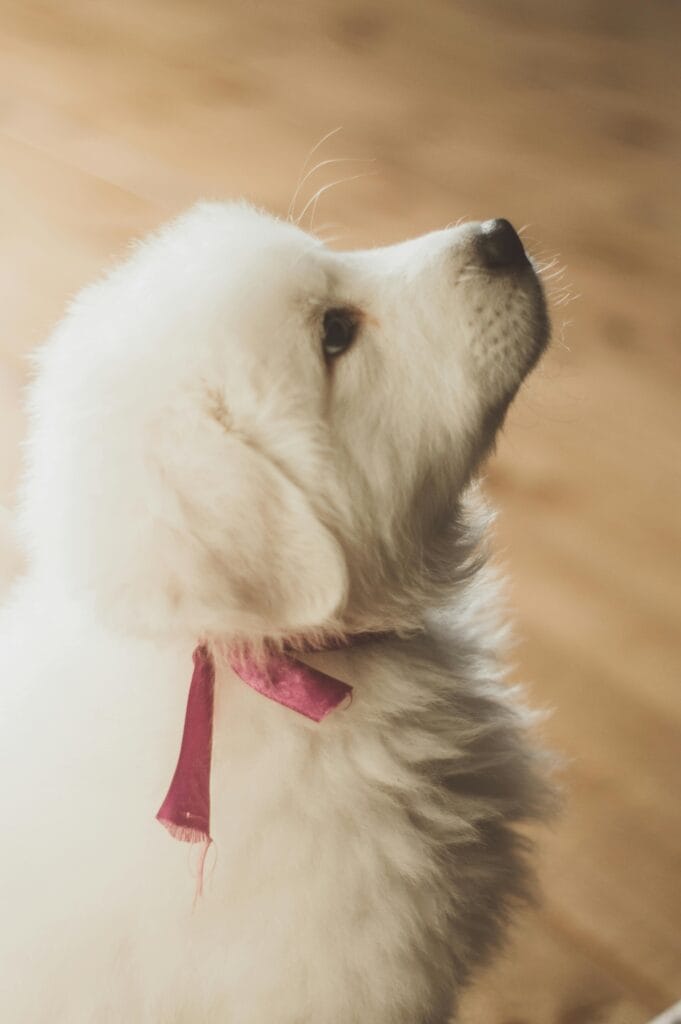 How to Teach a Puppy Their Name , A cute white puppy with a pink ribbon gazes upward, bathed in warm light.