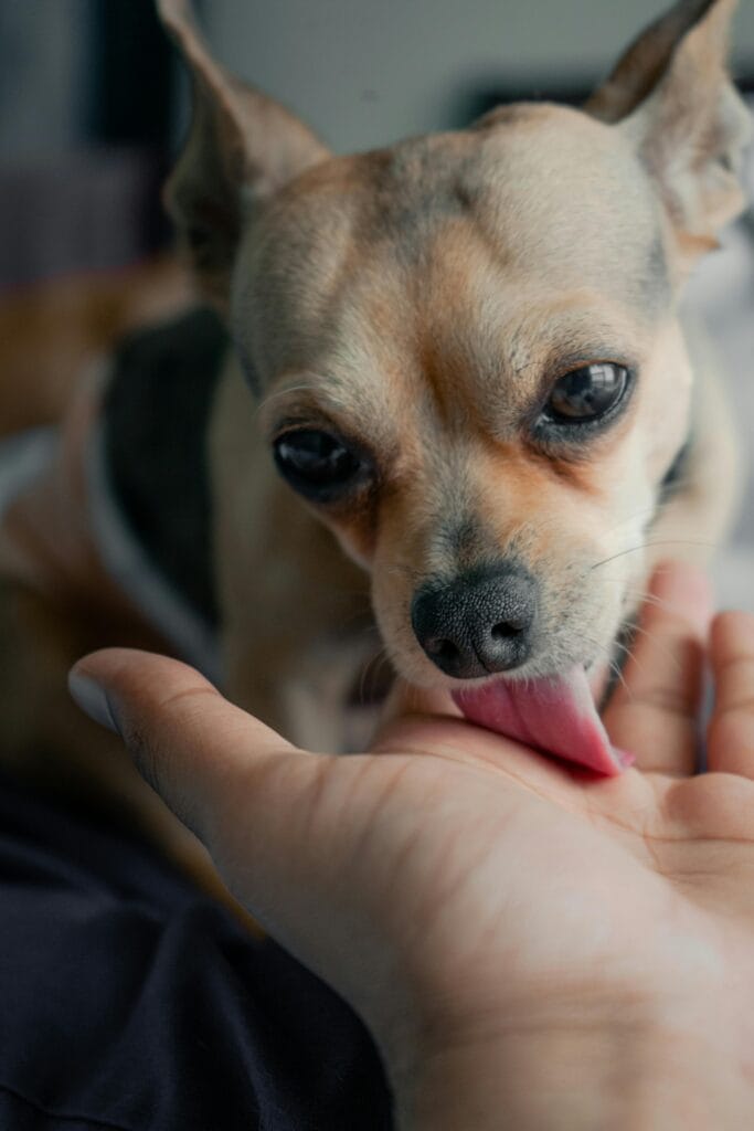 Close-up of a Chihuahua licking a person's hand indoors, showcasing affection.