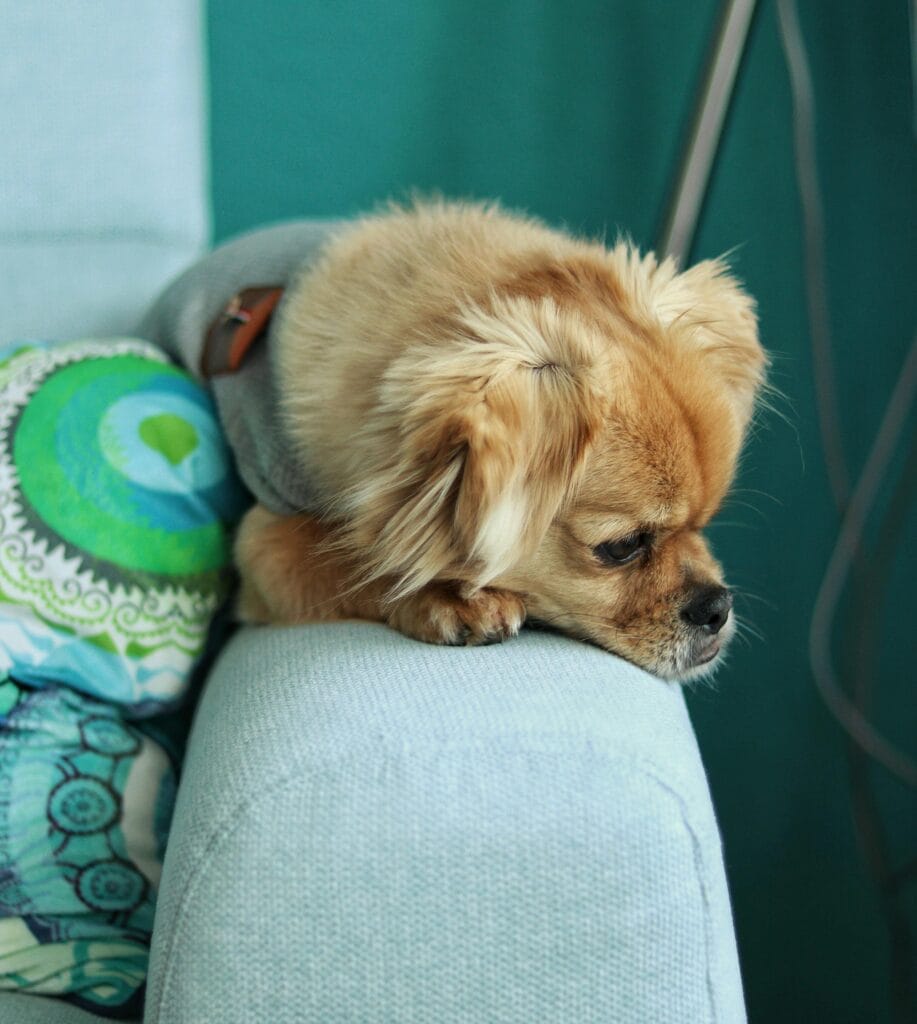 Adorable dog in cozy attire lounging on a blue couch in a comfortable home setting.