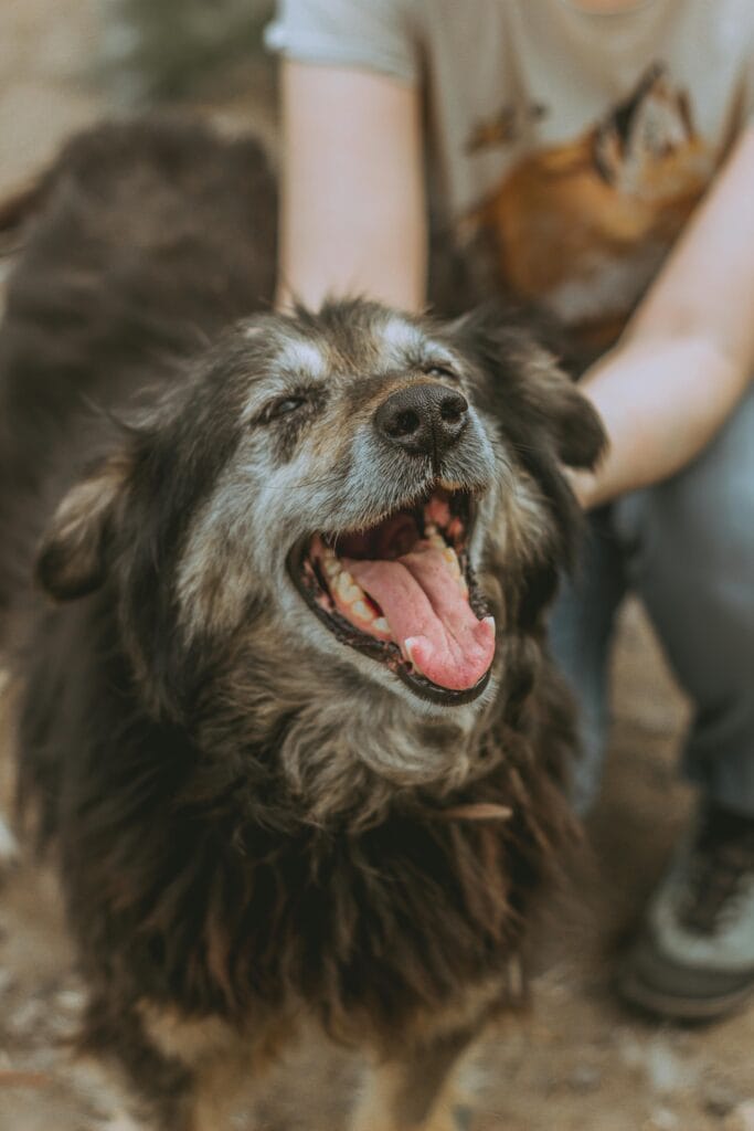 25 Simple Ways to Make Your Dog Happier Every Day, A smiling senior dog being petted outdoors, showcasing happiness and companionship.