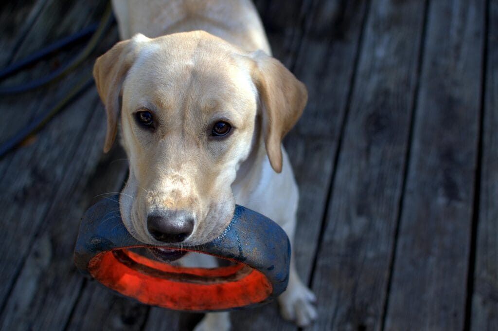 Friendly Labrador retriever holding a toy, ready to play outdoors on a wooden deck.