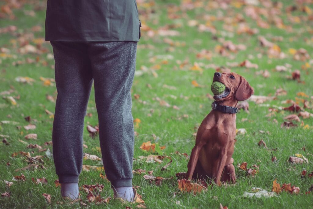 A brown dog with a tennis ball in its mouth sits on grass next to a person in a park during autumn.