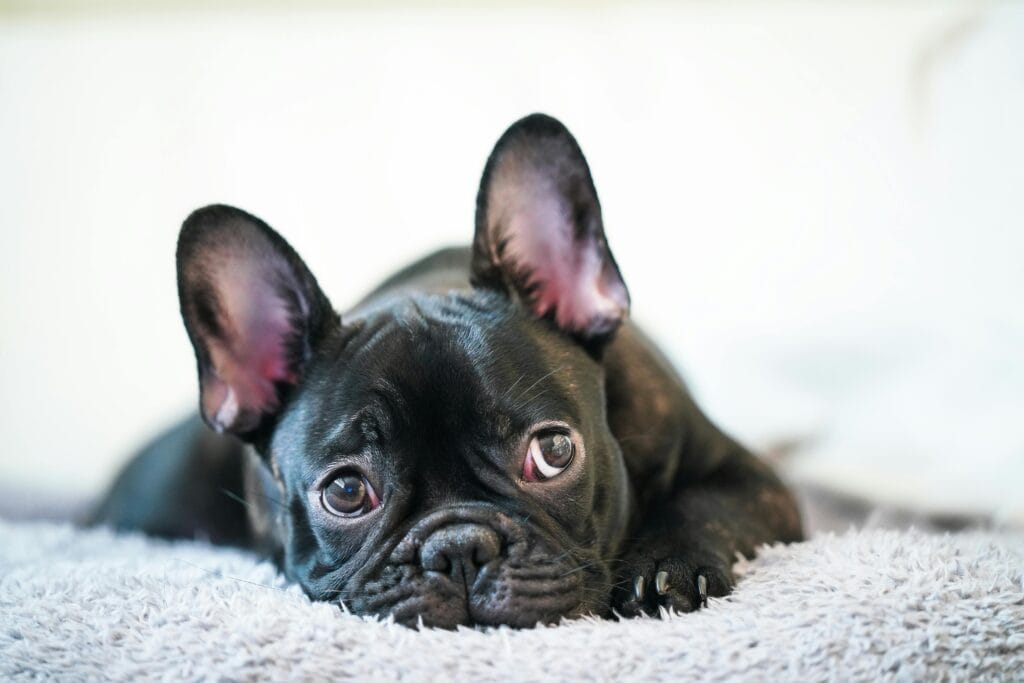 Adorable French Bulldog puppy lying on a soft surface, showing big ears and expressive eyes.