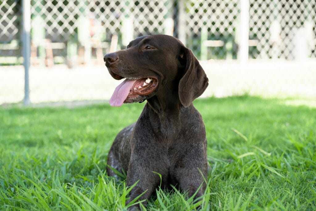 Understanding Dog Body Language, A German Shorthaired Pointer dog lying on grass, enjoying the outdoors.