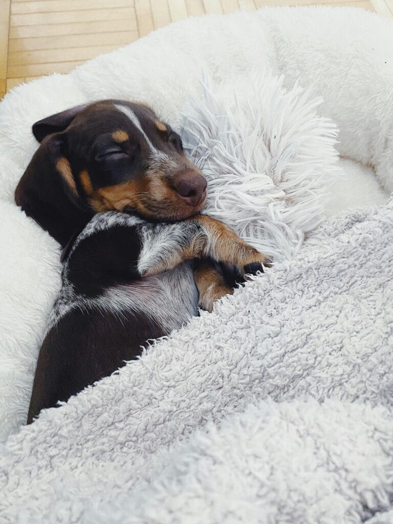 Charming dachshund puppy sleeping soundly in a fluffy dog bed, showcasing pure bliss and comfort.