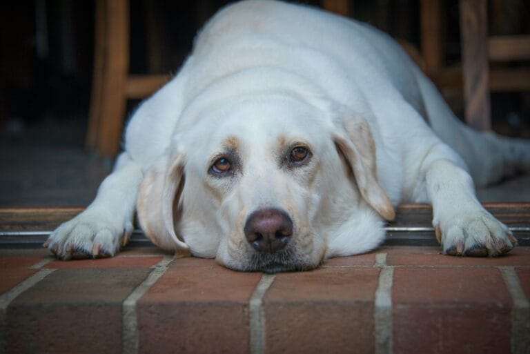 How to Help an Overweight Dog Lose Weight, Close-up of a peaceful Labrador Retriever resting on a brick floor, showcasing its adorable face.