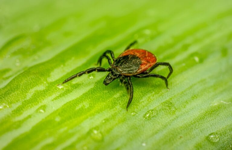 How to Protect Your Dog From Fleas and Ticks, Close-up of a tick on a leaf, showcasing intricate details in natural setting.