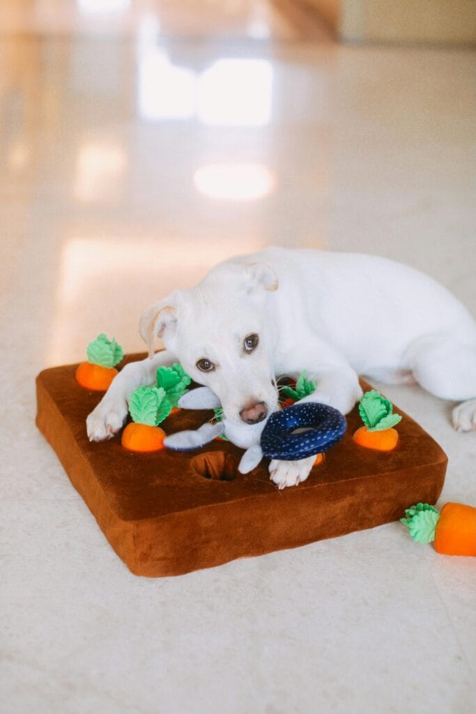 How to Keep Your Dog Mentally Stimulated Indoors, Cute white dog lying on a plush carrot toy mat indoors, enjoying playtime.