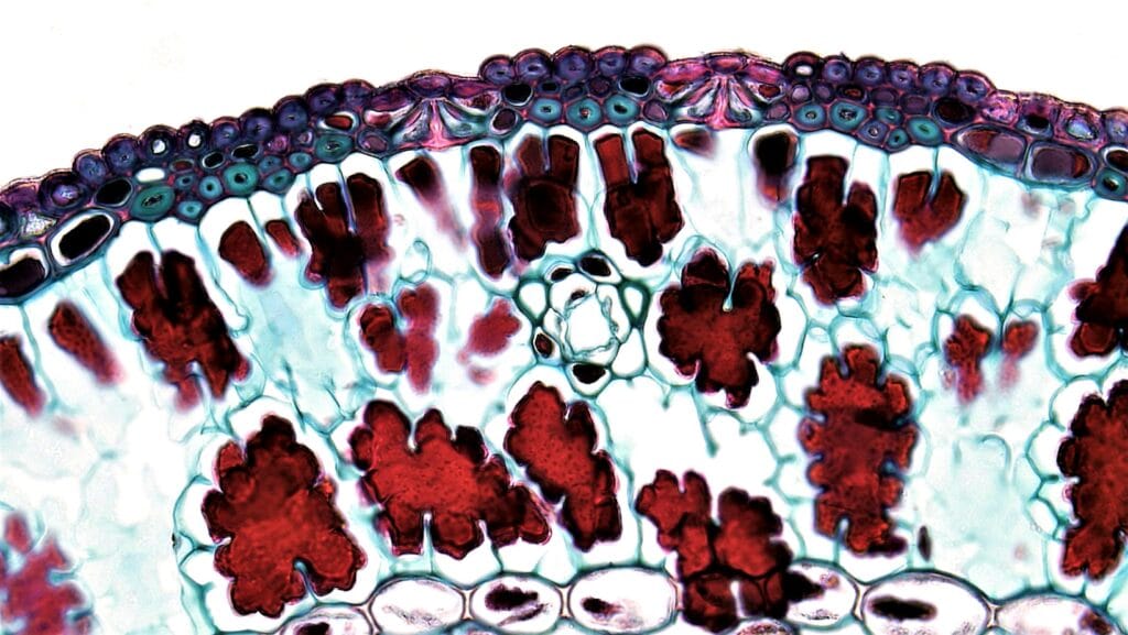 Detailed microscopic view of plant cell structure showing vibrant colors and patterns.