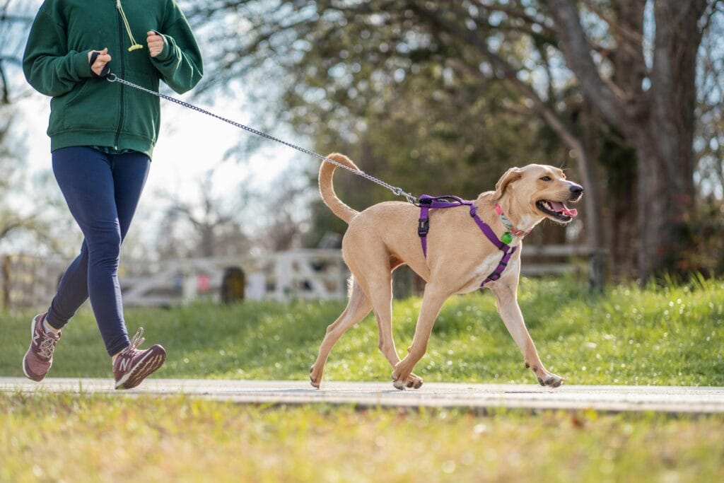 A person jogging with a happy Labrador retriever on a sunny day in a park.
