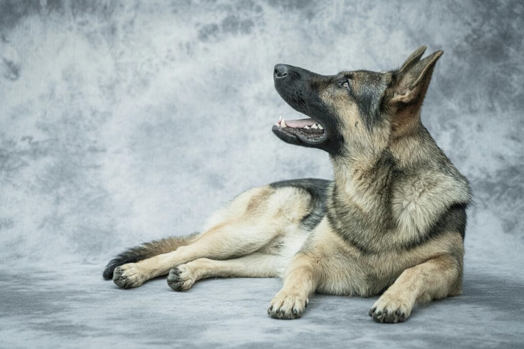 German Shepherd dog lying down in a studio with a textured backdrop.